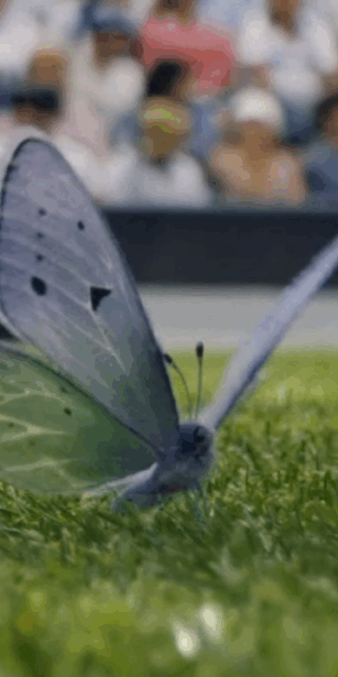 Butterly on the tennis court at Wimbledon