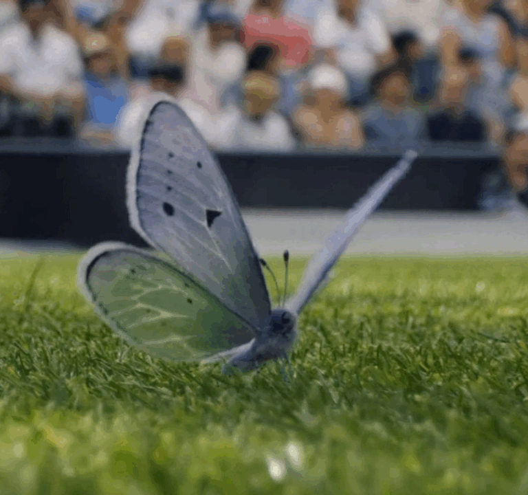 Butterly on the tennis court at Wimbledon