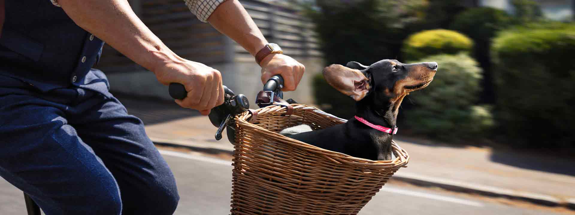 Vitality campaign image featuring Stanley the dachshund riding in a bicycle basket for Your Health's Best Friend platform.
