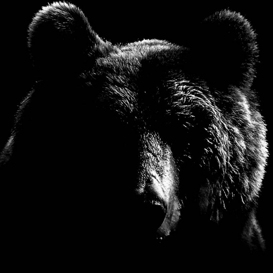 Silhouette of the VCCP Bear