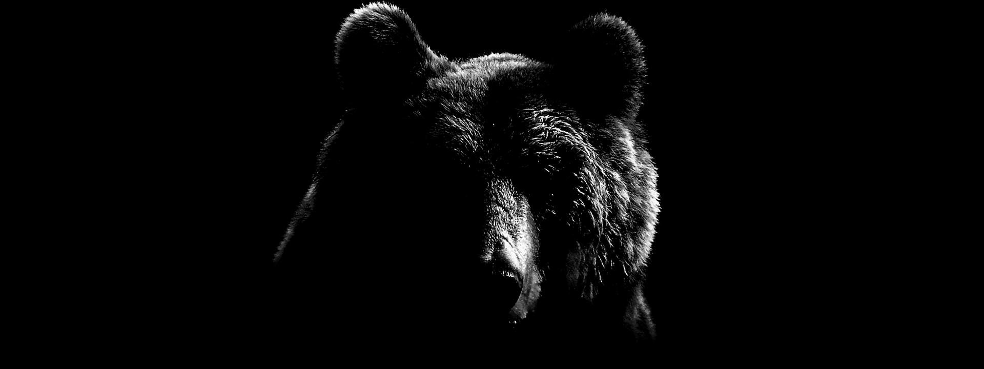 Silhouette of the VCCP Bear