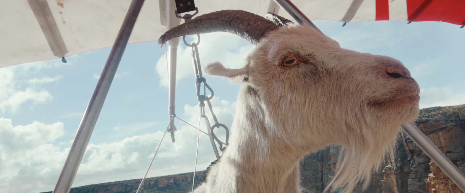 Why stumble when you can soar? A hanggliding goat reaches new heights