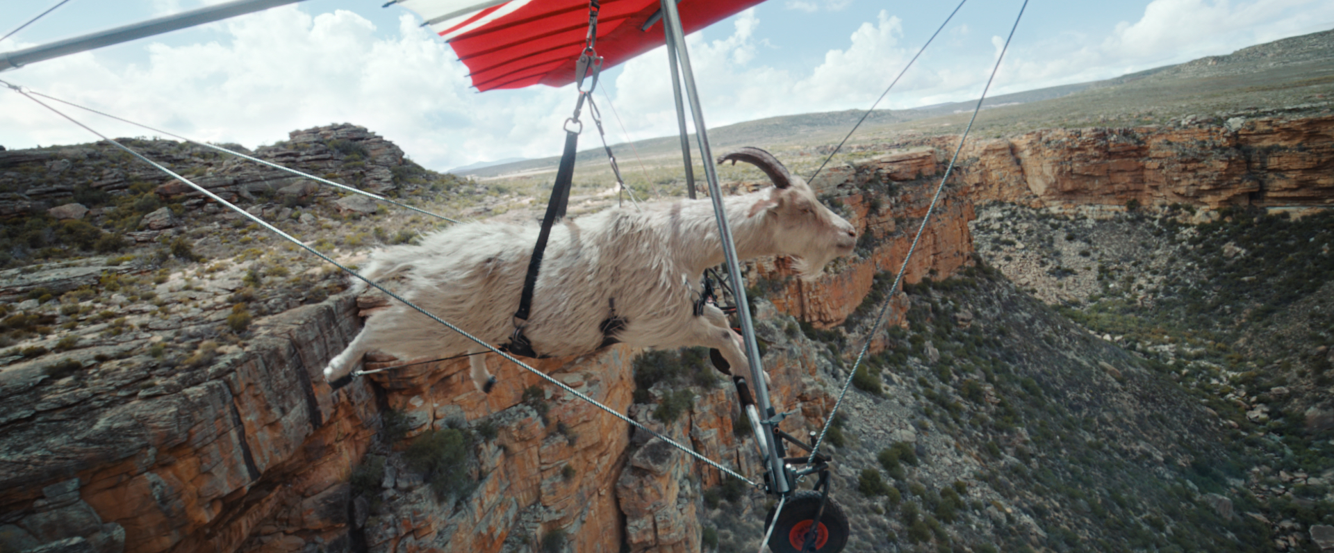 Why stumble when you can soar? A hanggliding goat reaches new heights